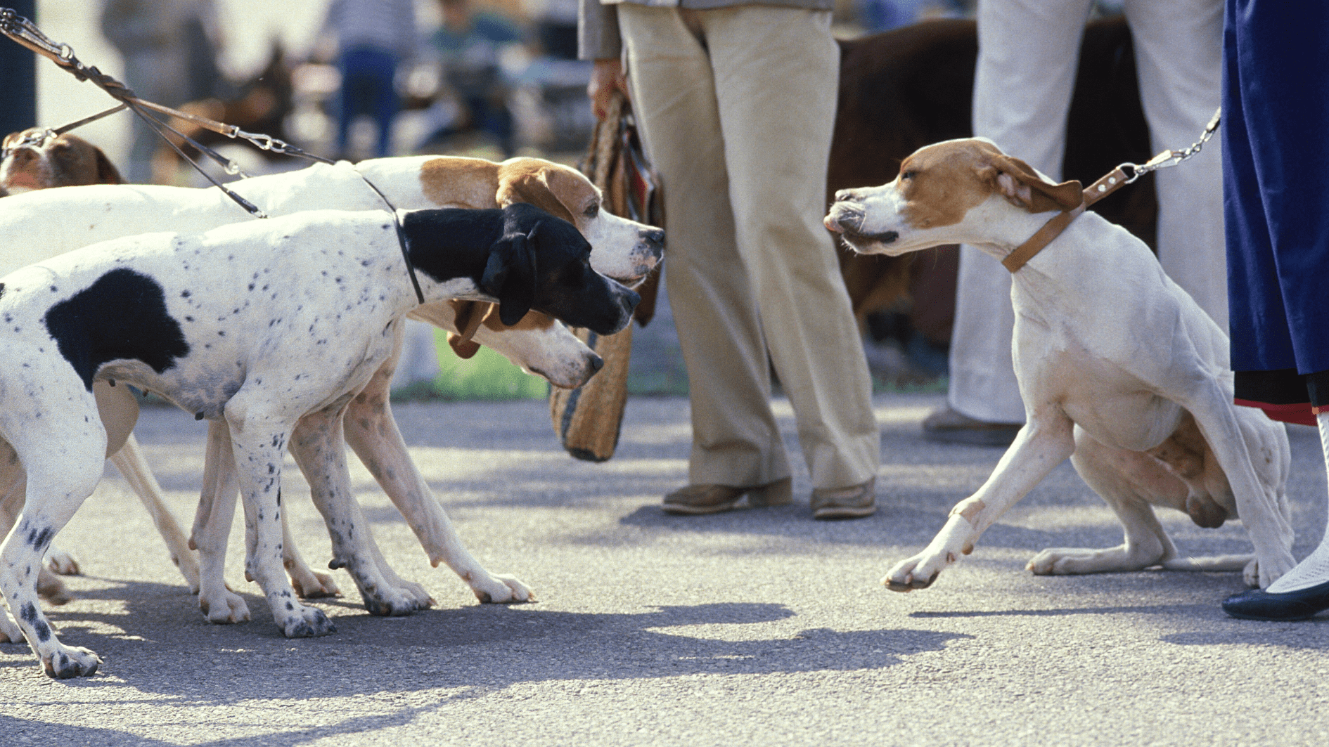 Stressfreie Hundebegegnungen: Tipps für Nienburg