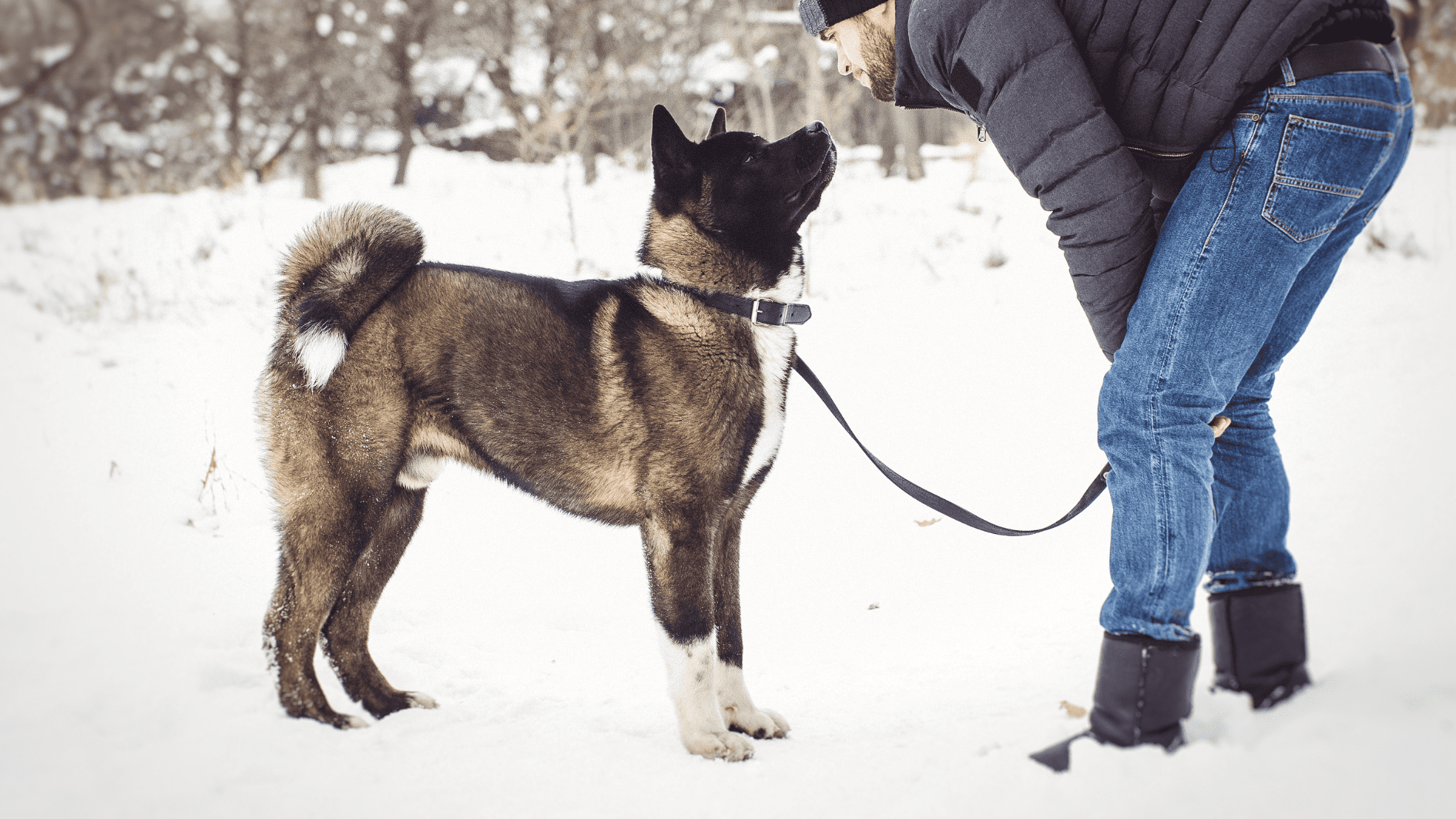 Welpen- und Junghundekurse in Nienburg: Vertrauen und Struktur aufbauen