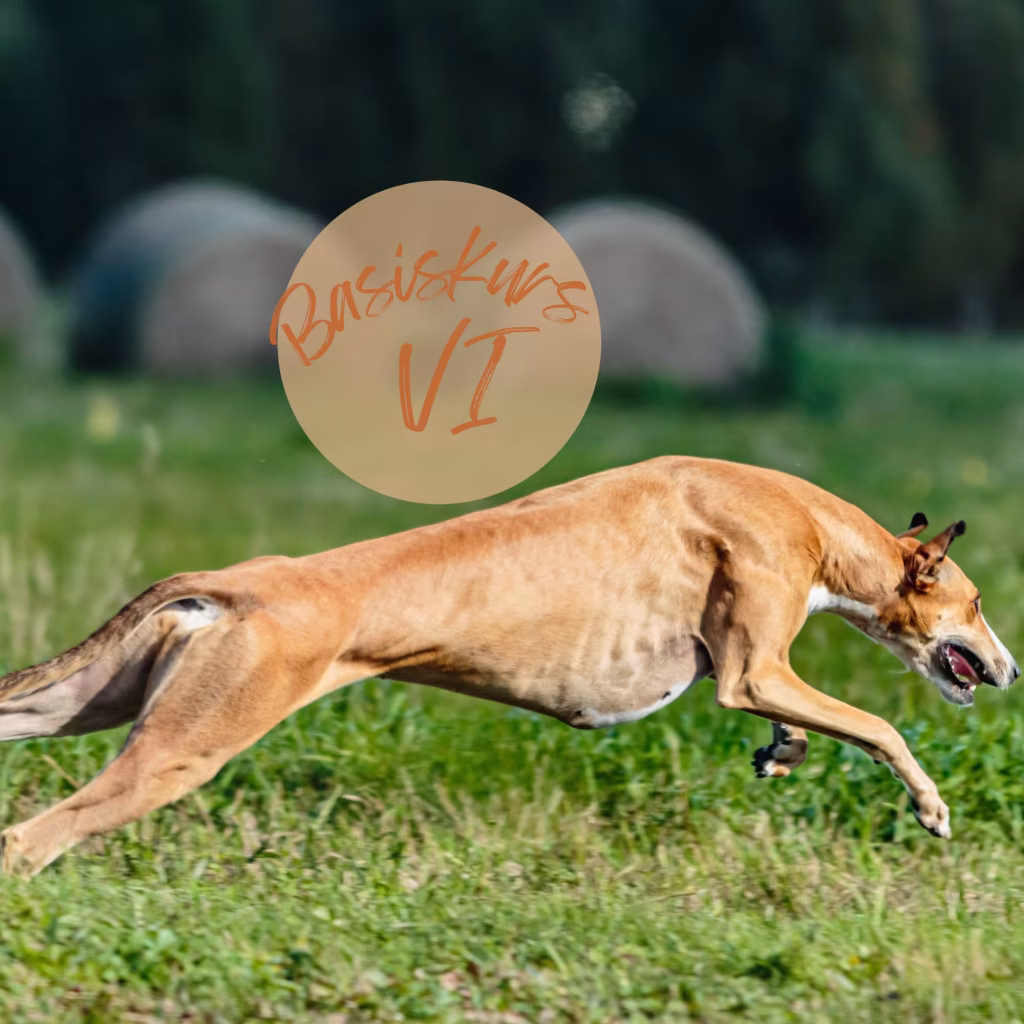 Galgo im Sprint auf grüner Wiese