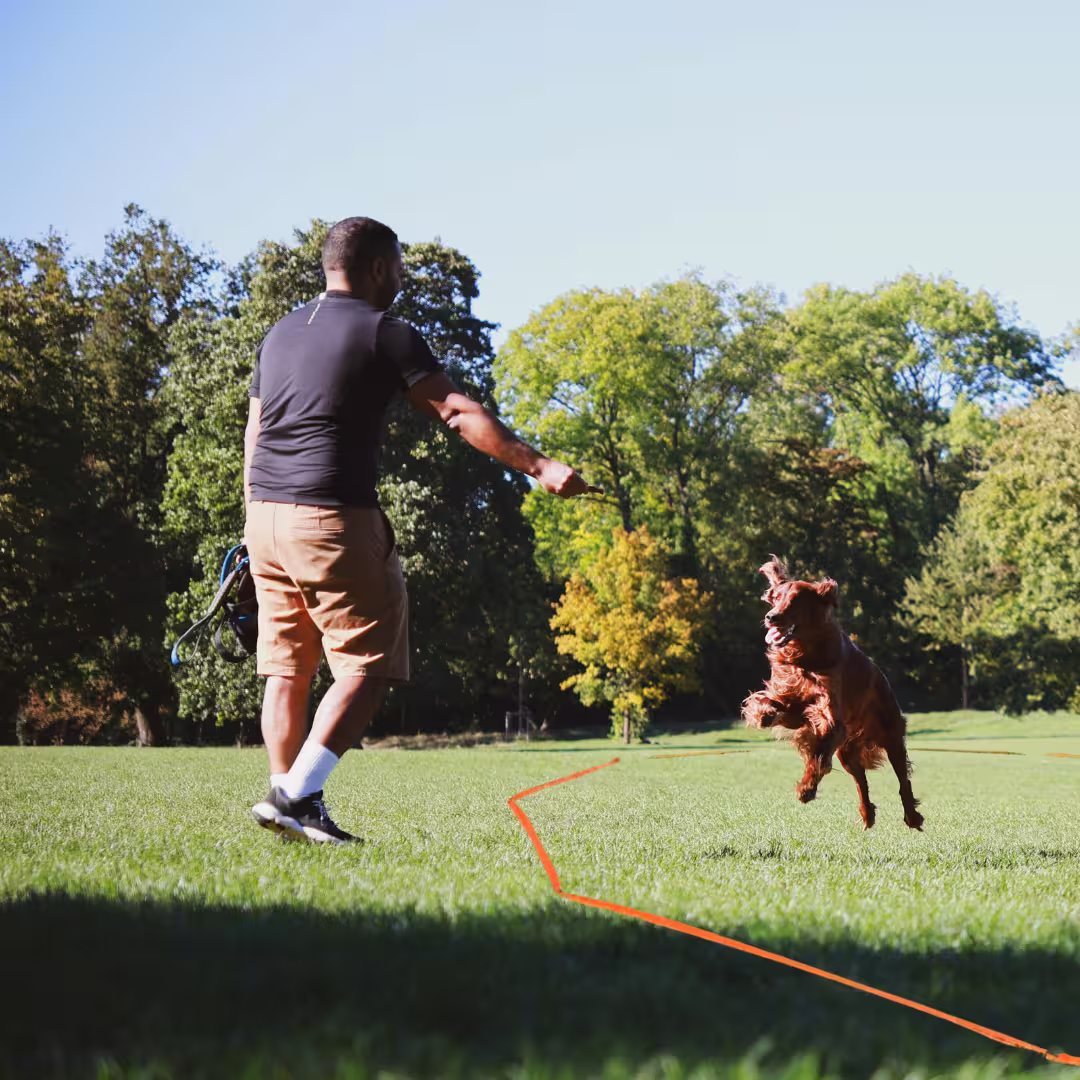 Golden retriever longiert mit seinem Menschen auf einer grünen Wiese