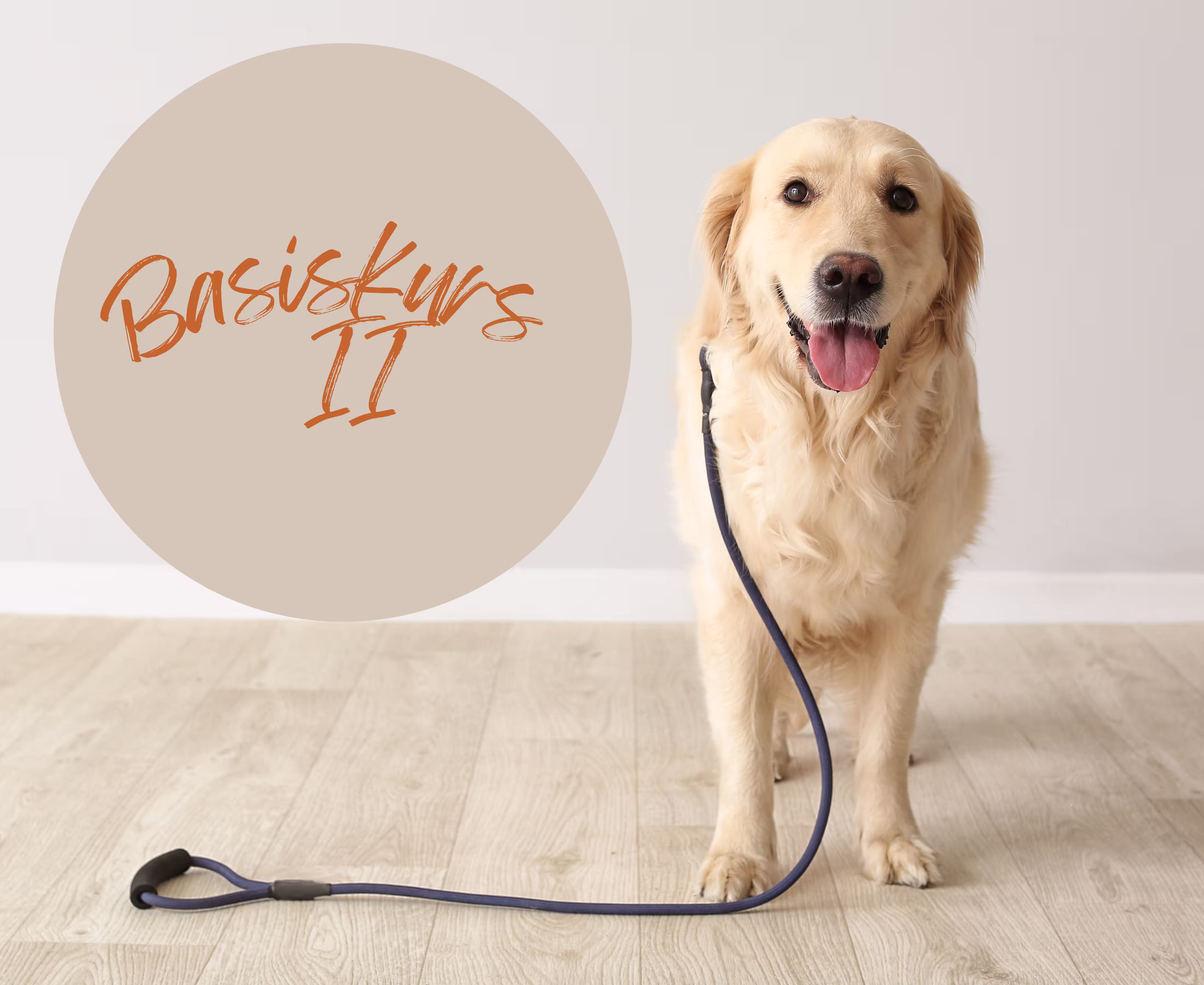 Golden Retriever hat eine leine um und steht bereit für den Spaziergang im Flur