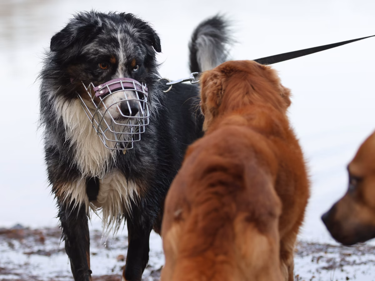 Wie trainiert man an entspannten Hundebegegnungen?