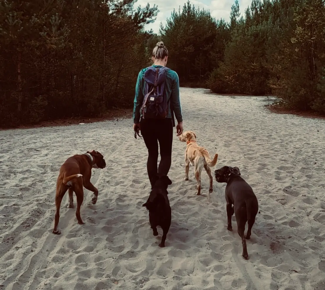 und orientiert sich beim Freilauf an seiner Trainerin von DOG COMMITMENT